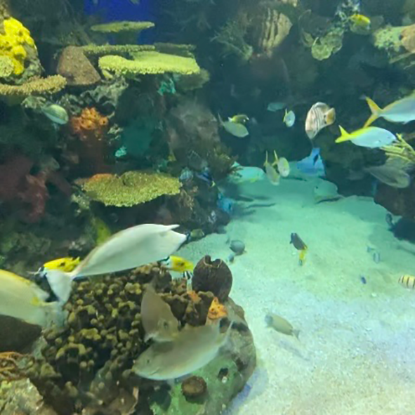 This is a picture taken at the aquarium. I used the sound of the noisy crowd at the aquarium as my audio.